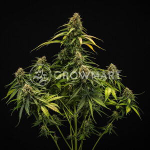 Epsiolon_F1_Auto_seminka_konopi