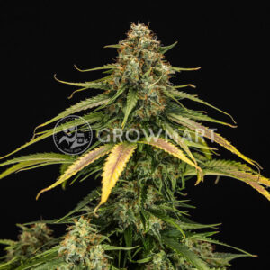 Epsiolon_F1_Auto_seminka_konopi