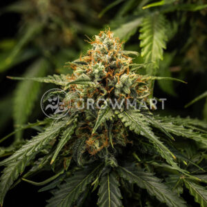 Epsiolon_F1_Auto_seminka_konopi