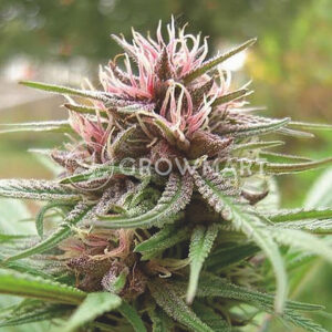 Erdpurt_CBD_Regulerni_seminka_konopi