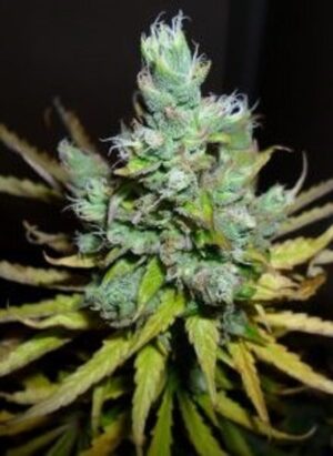 Green House Seed - EXODUS CHEESE | Feminized cannabis seeds - Image 5