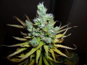 Green House Seed - EXODUS CHEESE | Feminized cannabis seeds - Image 9