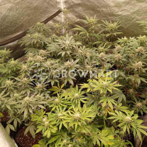 Exotic_Colours_Feminizované_semena_konopí