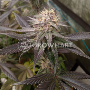 Exotic_Colours_Feminizované_semena_konopí