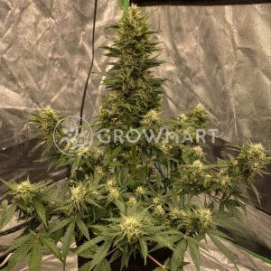 Expert_Gorilla_Auto_Autoflowering_semínka_konopí