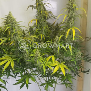 Expert_Gorilla_Auto_Autoflowering_semínka_konopí