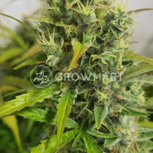 Expert_Gorilla_Auto_Autoflowering_semínka_konopí