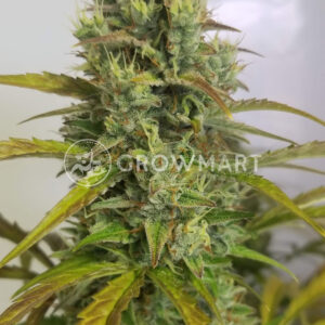 Expert_Gorilla_Auto_Autoflowering_semínka_konopí