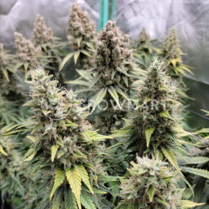 Expert_Haze_Feminizované_semínka_konopí