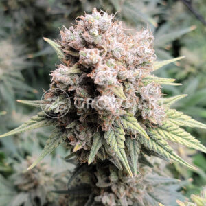Expert_Haze_Feminizované_semínka_konopí
