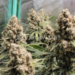 Expert_Haze_Feminizované_semínka_konopí