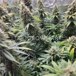 Expert_Haze_Feminizované_semínka_konopí