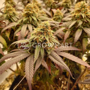 Expert_Mac_1_seminka_konopi