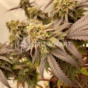 Expert_Mac_1_seminka_konopi