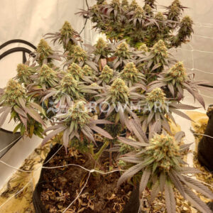 Expert_Mac_1_seminka_konopi