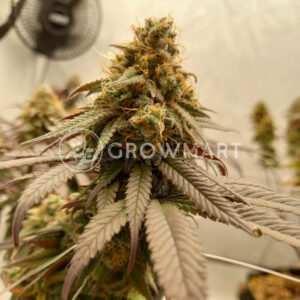 Expert_Mac_1_seminka_konopi