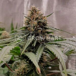 FRANCO´S-LEMON-CHEESE_Feminizovaná_semínka_konopí