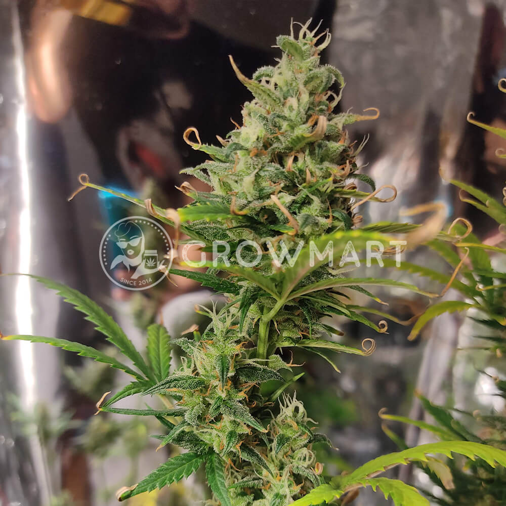 Fast_Bud_#2_Auto_Semena_Konopi_4