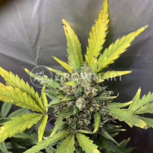 Fast_Bud_Auto_Autoflowering_semínka_konopí