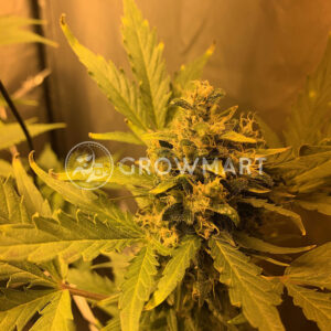 Fast_Bud_Auto_Autoflowering_semínka_konopí