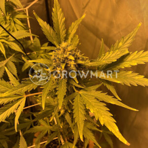 Fast_Bud_Auto_Autoflowering_semínka_konopí