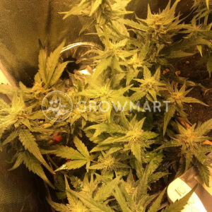 Fast_Bud_Auto_Autoflowering_semínka_konopí
