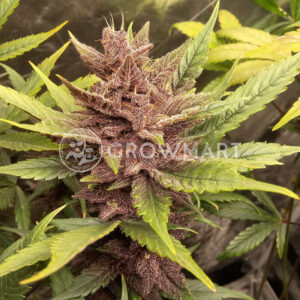 Fastberry_Auto_Autoflowering_semínka_konopí