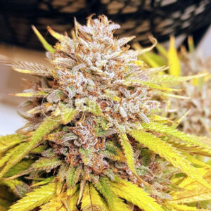 Fat_Banana_Automatic_Autoflowering_semínka_konopí