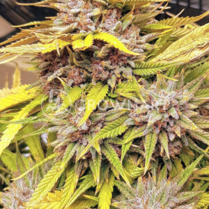 Fat_Banana_Automatic_Autoflowering_semínka_konopí