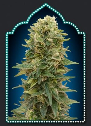 00 Seeds - Female Mix | The best of feminized seeds - Image 7