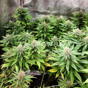 Female_Mix_feminizované_semena_konopí