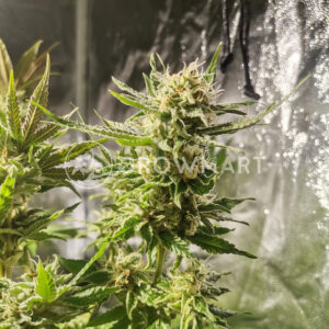 Female_Mix_feminizované_semena_konopí