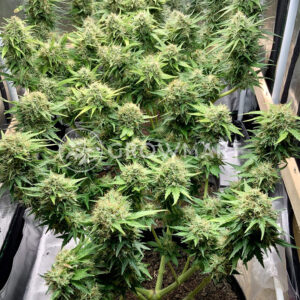 Feminised_Collection_Feminizovana_seminka_konopi