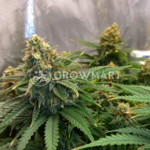 Feminised_Collection_Feminizovana_seminka_konopi