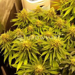 Feminised_Collection_Feminizovana_seminka_konopi