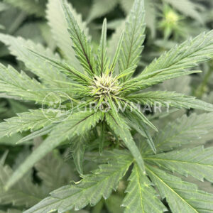 Feminised_Collection_Feminizovana_seminka_konopi