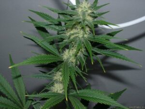 Sensi Seeds - First Lady Regular | Regular Cannabis Seeds - Image 3