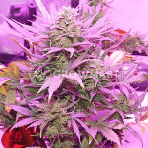 Flash_Babylon_2_Feminizované_semínka_konopí