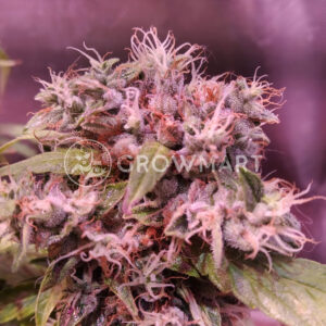 Flash_Back_2_Feminizovaná_semínka_konopí
