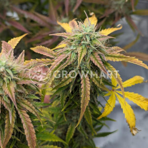 Florida_Gold_seminka_konopi