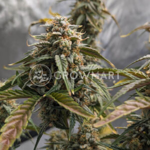 Florida_Gold_seminka_konopi