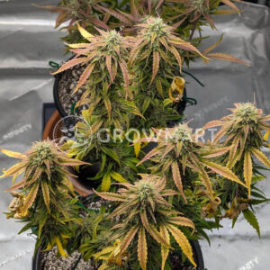 Florida_Gold_seminka_konopi