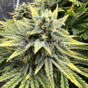 Forbidden_Runtz_Auto_seminka_konopi