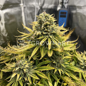 Forbidden_Runtz_Auto_seminka_konopi