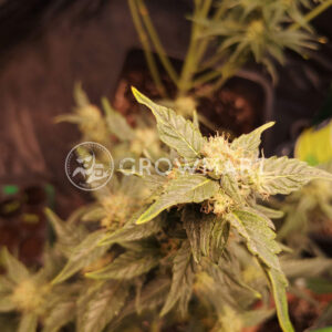 seminka_konopi_frosty_gelato