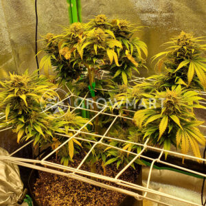 Fruit_Salad_Feminizované_semínka_konopí