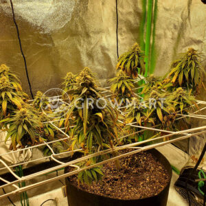 Fruit_Salad_Feminizované_semínka_konopí