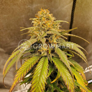 Fruit_Salad_Feminizované_semínka_konopí