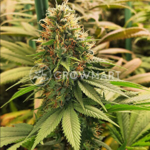 Fruit_Spirit_Feminizovaná_semínka_konopí