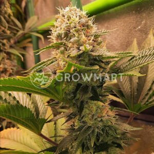Fruit_Spirit_Feminizovaná_semínka_konopí